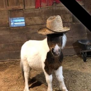 Meet your Posher, Iris